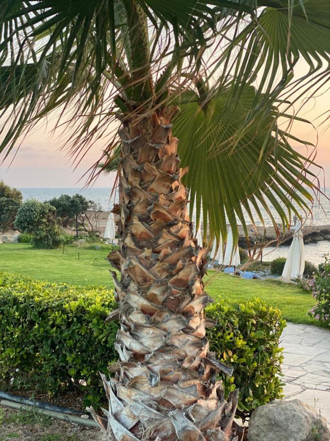 Royal Seacrest F G5 Ground Floor Apartment Paphos Eksteriør billede